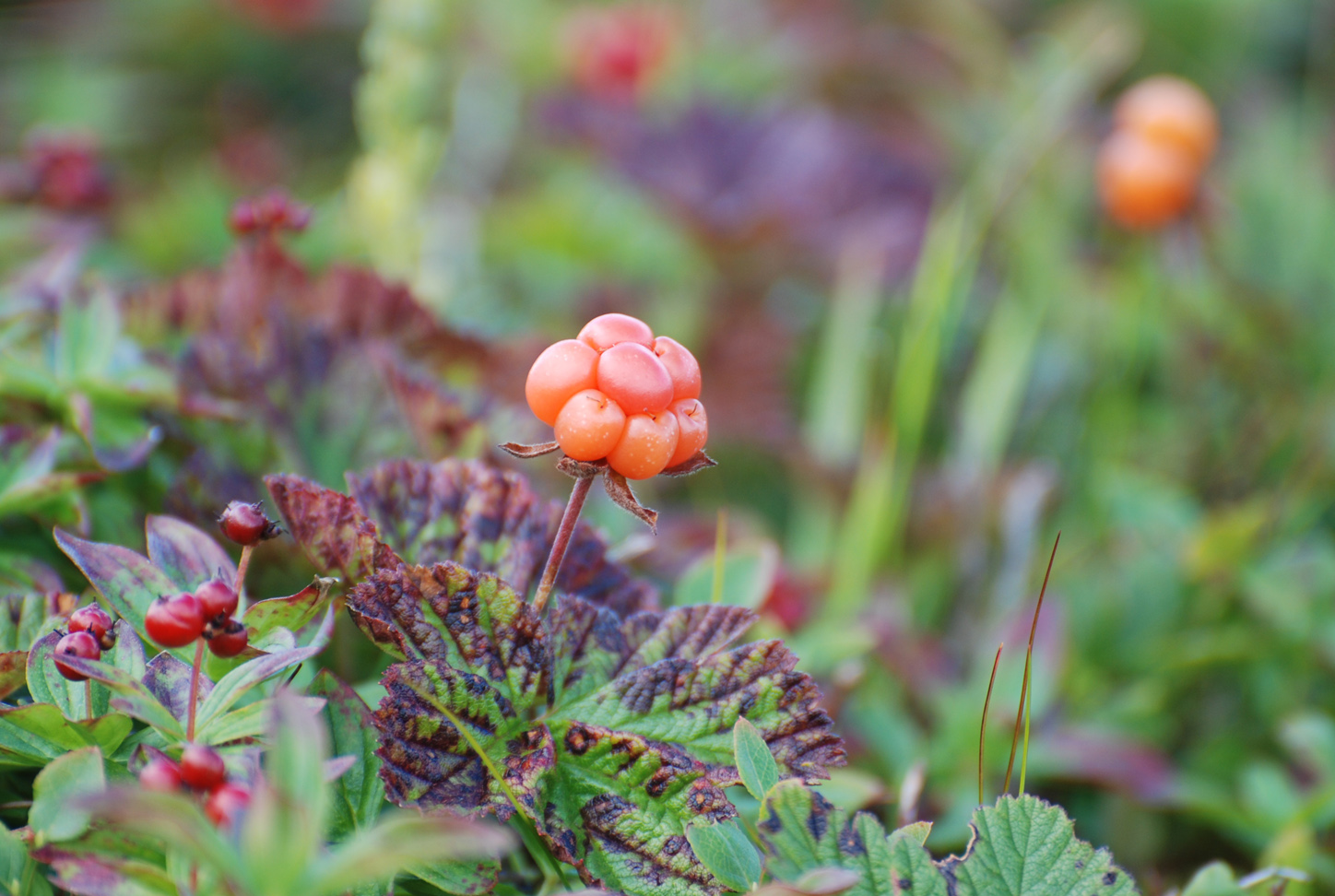 Wild cloudberries at Litløya, Nordland, Norway.