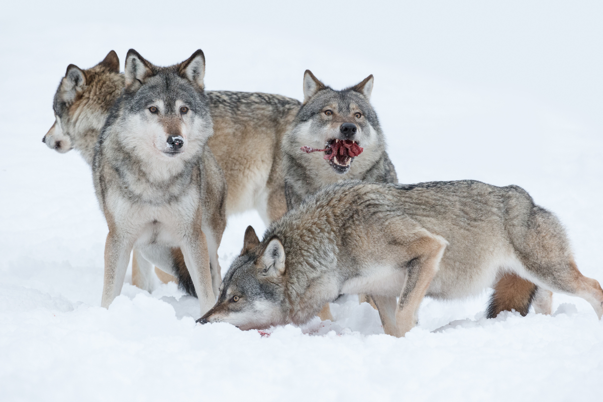In Viking traditions, wolves embodied the untamed forces of nature and the warrior ethos, often appearing in their stories and religious practices
