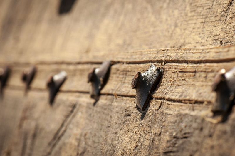 Rivets in a replica Viking Age ship made at the Roskilde shipyard