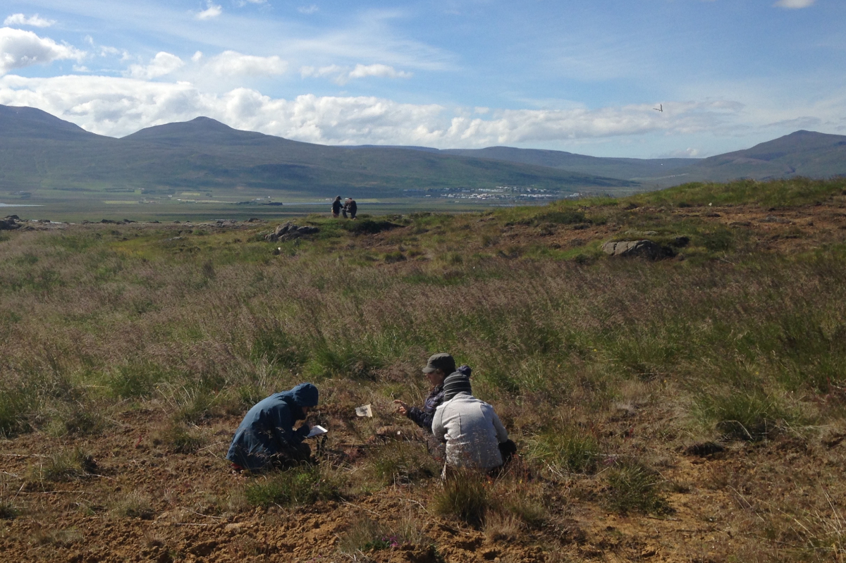 A team of researchers led by Kathryn Catlin set off to excavate small Norse farms settled in the 9th century.