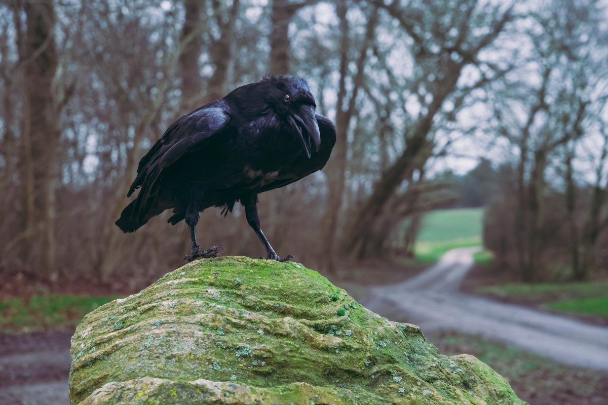 Ravens played a key role in Norse mythology, representing wisdom, death, and Odin’s divine power.