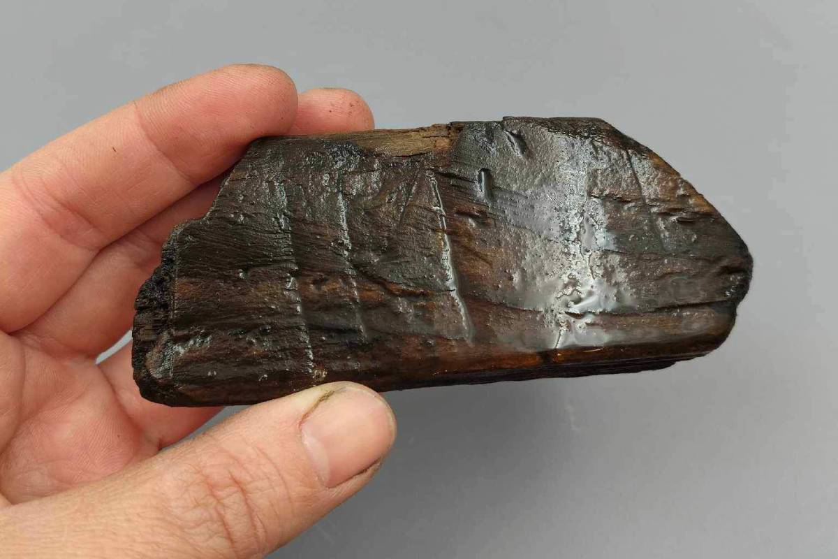 A rare rune stick and gaming piece with runic inscriptions have been discovered at an excavation site in Tønsberg harbor, Norway.