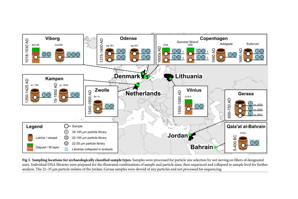 Viking poo helps uncover ancient relationship with an intestinal