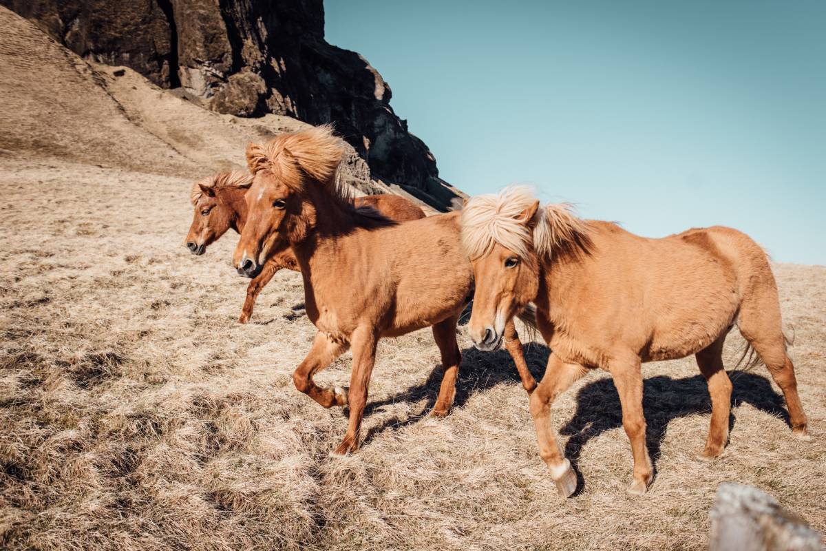Iceland's horses trace back to those brought by Viking settlers in the late 9th century, with little outside mixing afterward.