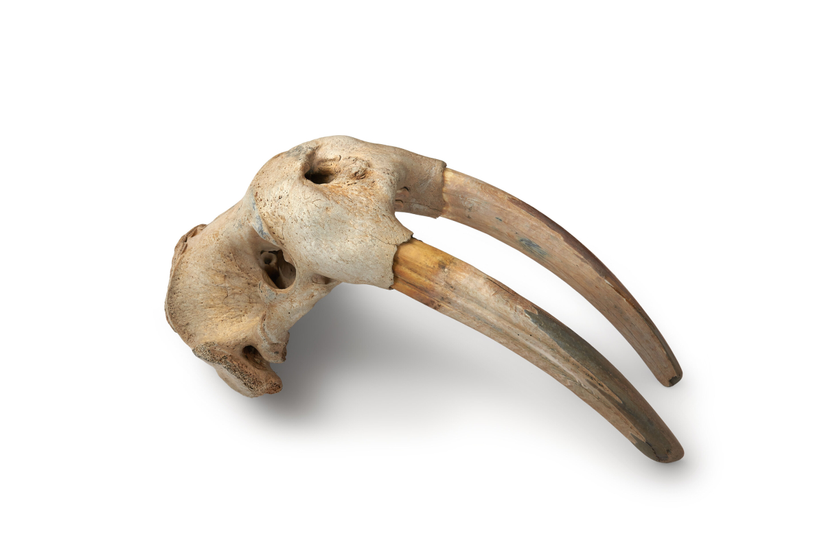 The study used genetic analysis to pinpoint the Arctic hunting grounds of Norse Greenlanders and highlighted their long-distance expeditions for walrus ivory.