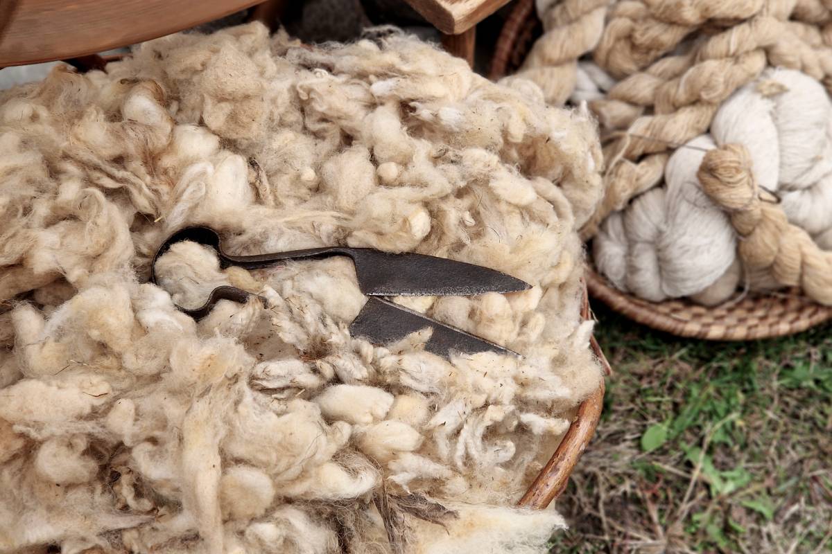 Wool straight from the sheep, shown here with traditional shears, was the base material for vaðmál.